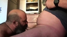 Bearded bear sucks hairy dick